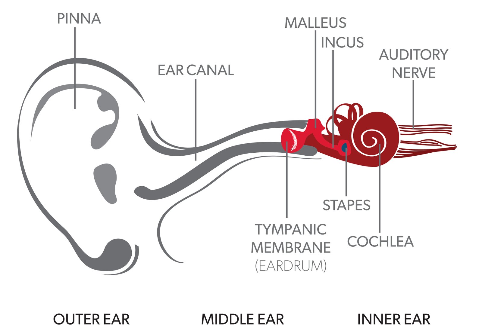 Diagram of human ear anatomy